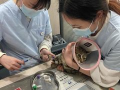 -四月宠物医院·猫专科·心脏专科·内科(转塘店)