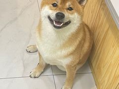 -柴源莊·柴小宠柴犬咖啡