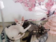 -糯米喵星人总部直营旗舰店·猫舍·幼猫出售
