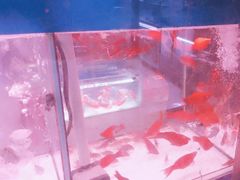 -花鸟鱼虫鲜花绿植市场(玉泉路店)