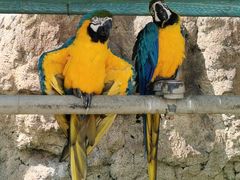 -西霞口神雕山野生动物世界