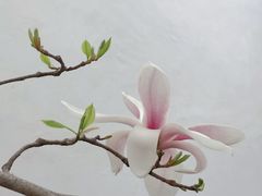 -耦园