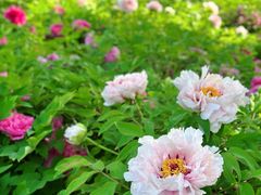 -莲花池公园
