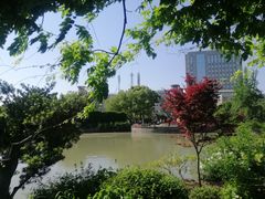 -嘉定紫藤园