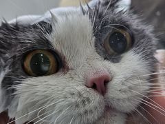 -爱洗澡的猫(望京店)