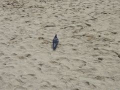 -海云台海滩