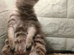 -平行世界·猫咖(首经贸店)
