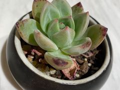 -Peet's 皮爷咖啡(陆家嘴中心店)