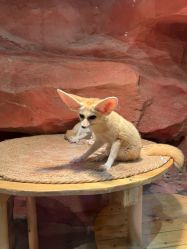 -Zoolung Zoolung动物主题公园(海信广场店)