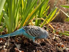 -青石桥花鸟鱼虫市场(叠翠城店)