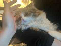 -小猫来了·猫舍(红山六九七九店)