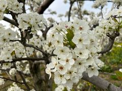 -树山生态村