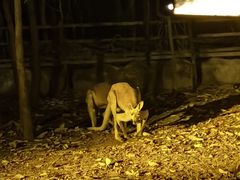 -清迈夜间动物园