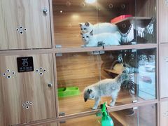 -猫十亿·布偶金渐层·曼基康矮脚猫舍(青年路店)