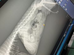 -宠福鑫康馨动物医院·骨科·眼科