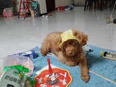 -宠福鑫康馨动物医院·骨科·眼科