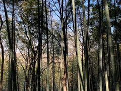 -上海佘山国家森林公园天马山园