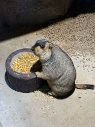 -酷嗒动物文化乐园(cutezoo西溪乐天城店)