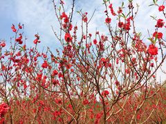 -南国桃园旅游度假区