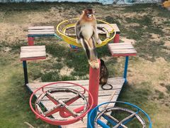 -西霞口神雕山野生动物世界