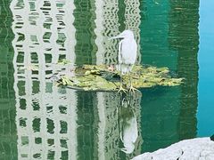 -陆家嘴中心绿地