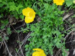 -白草畔自然风景区