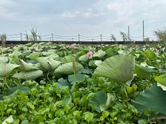 -洪湖生态旅游区