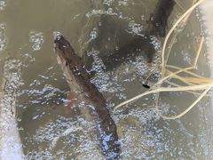 -煲来饱去冷水鱼