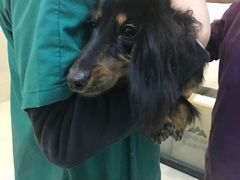 -艾贝尔宠物诊疗