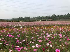 -紫颐香薰山谷景区