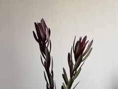 -亭亭鲜花店(中山北路店)