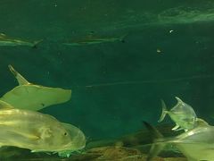 -上海海洋水族馆