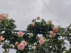 -花博汇(知音花月夜)