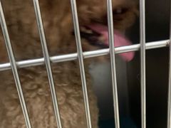 -瑞派康怡24h宠物医院·犬猫医疗中心·微创绝育(瑞景分院)