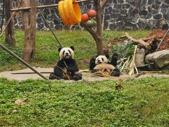 -都江堰中华大熊猫苑