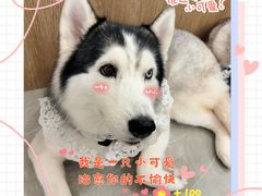 -和它·交个朋友·狗咖猫咖(爱琴海店)