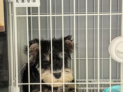 -翊宠yipet猫狗购宠庄园