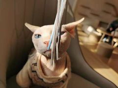 -猫腻·猫咖·撸猫馆(星光大道店)