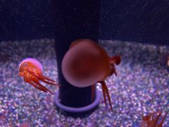 -成都浩海立方海洋公园