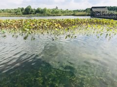 -溱湖国家湿地公园