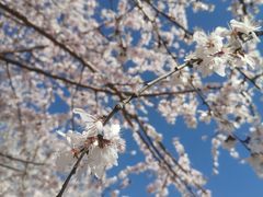 -桃花堤公园