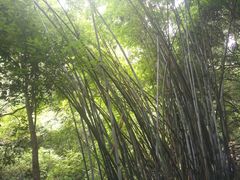 -火炉山森林公园