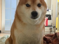-FAELING PETS美天灵宠物(富力广场店)