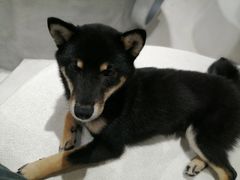 -柴务处·柴犬主题狗咖