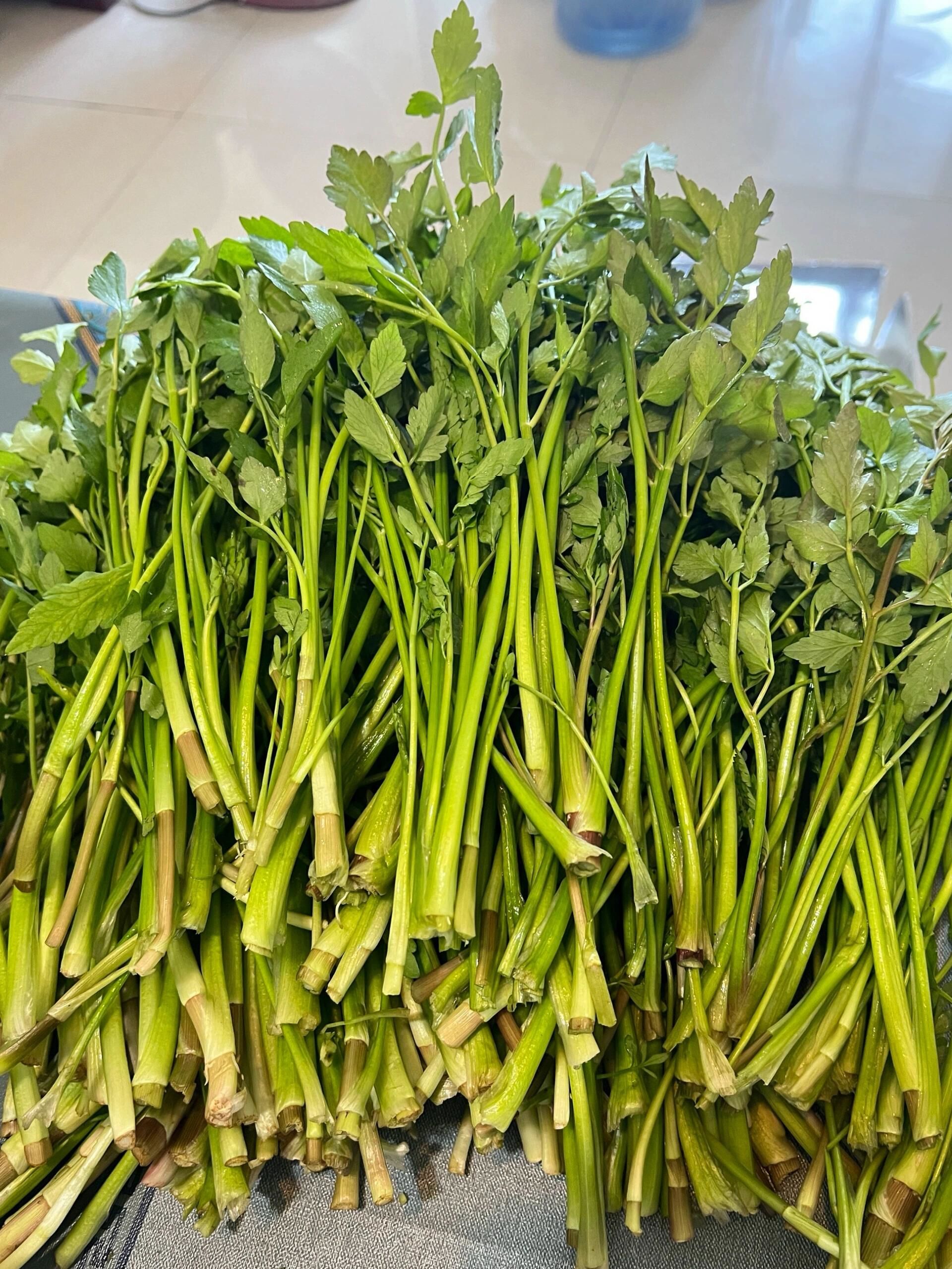 这野芹菜真的有毒吗?在线等