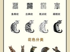 -翊宠yipet猫狗购宠庄园