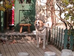 SDIM0723-露西亚咖啡西餐厅(哈尔滨俄侨纪念馆店)