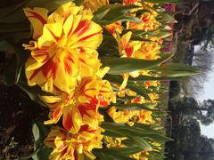 上海鲜花港-上海鲜花港