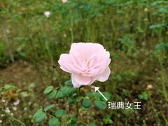 -花博汇(知音花月夜)