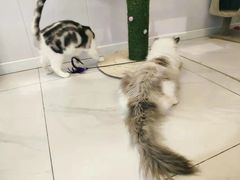 -柴源莊·柴小宠柴犬咖啡